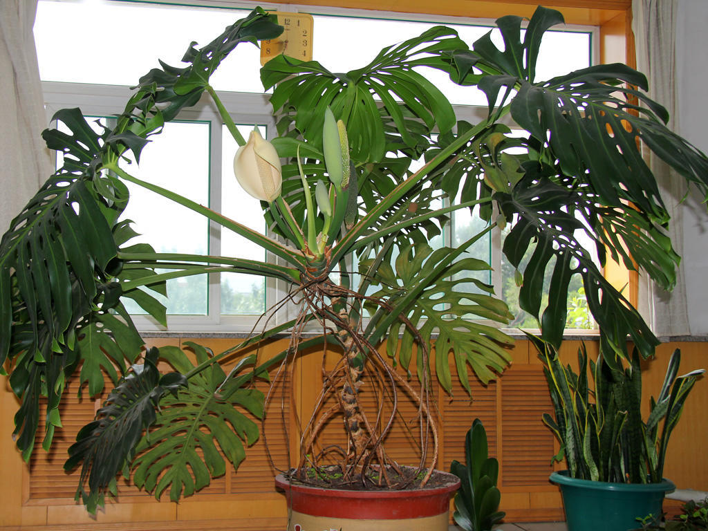 龟背竹叶子发黄脱落怎样挽救,龟背竹叶发黄怎么办呢