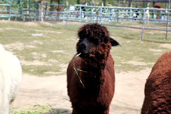 春游江淮请你来滁州版,春游江淮等您来