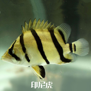 三纹虎鱼是什么品种,虎鱼的挑选