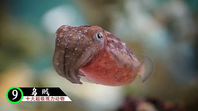 十大超级视觉动物,十二生肖视力很差的动物