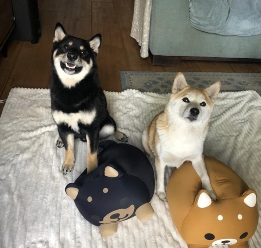 萌犬犬种,萌犬二十种名称