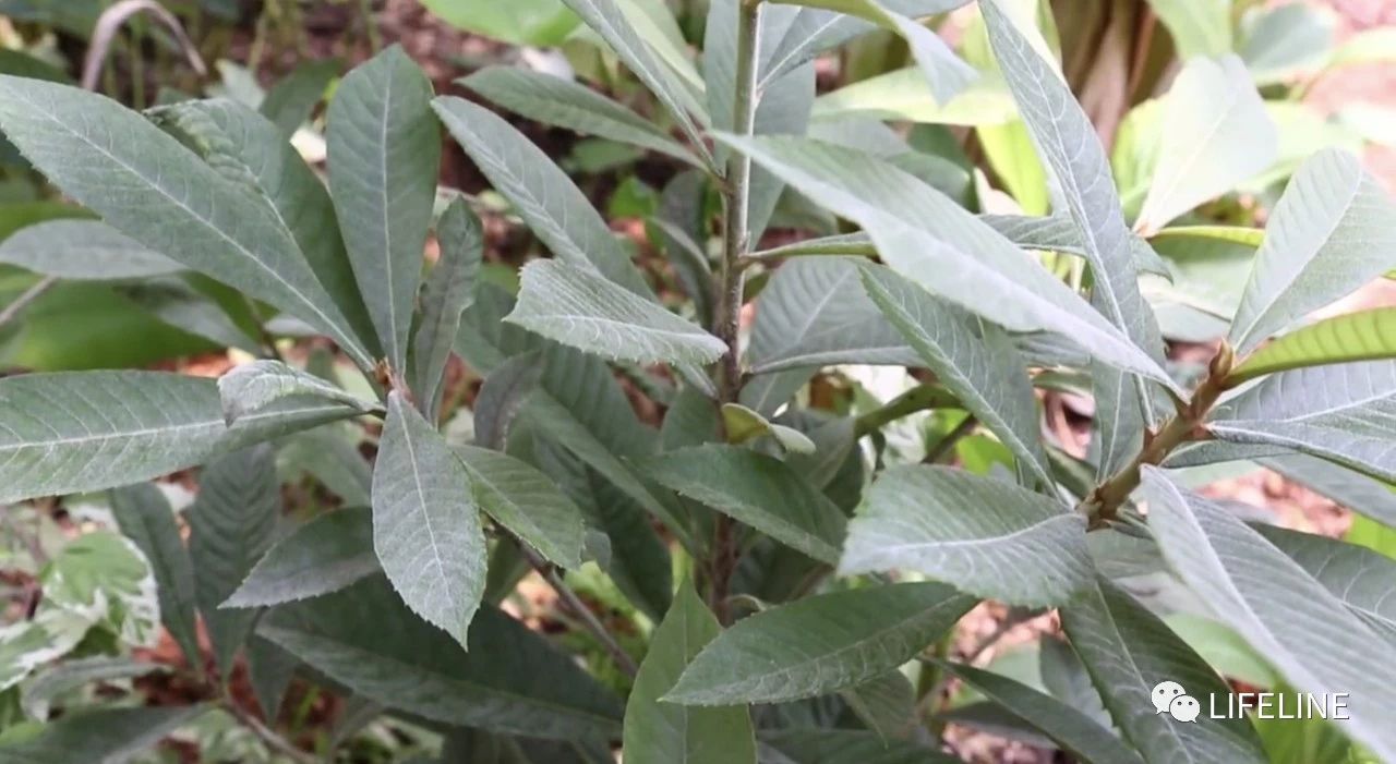 TSA这次聊的龟，连维基百科都没有完整介绍——苏拉威西白头龟