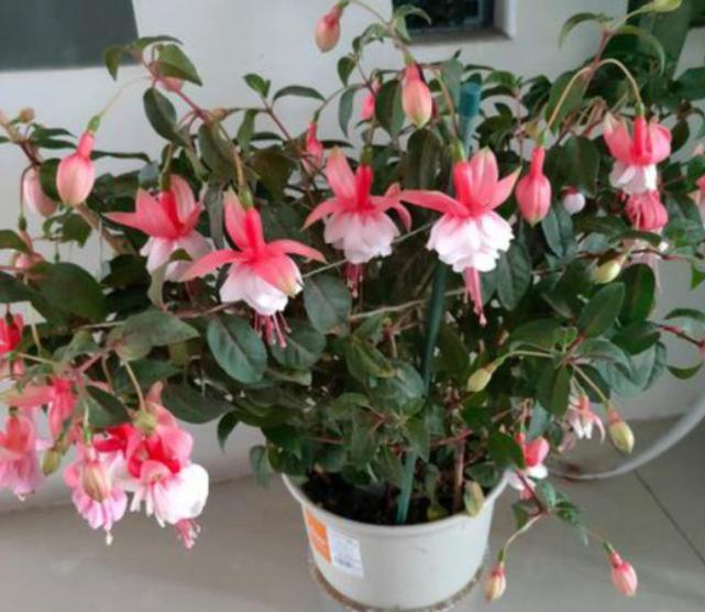 天一热，倒吊*钟金**就蔫了？记住“4个”小细节，恢复精神气，管用