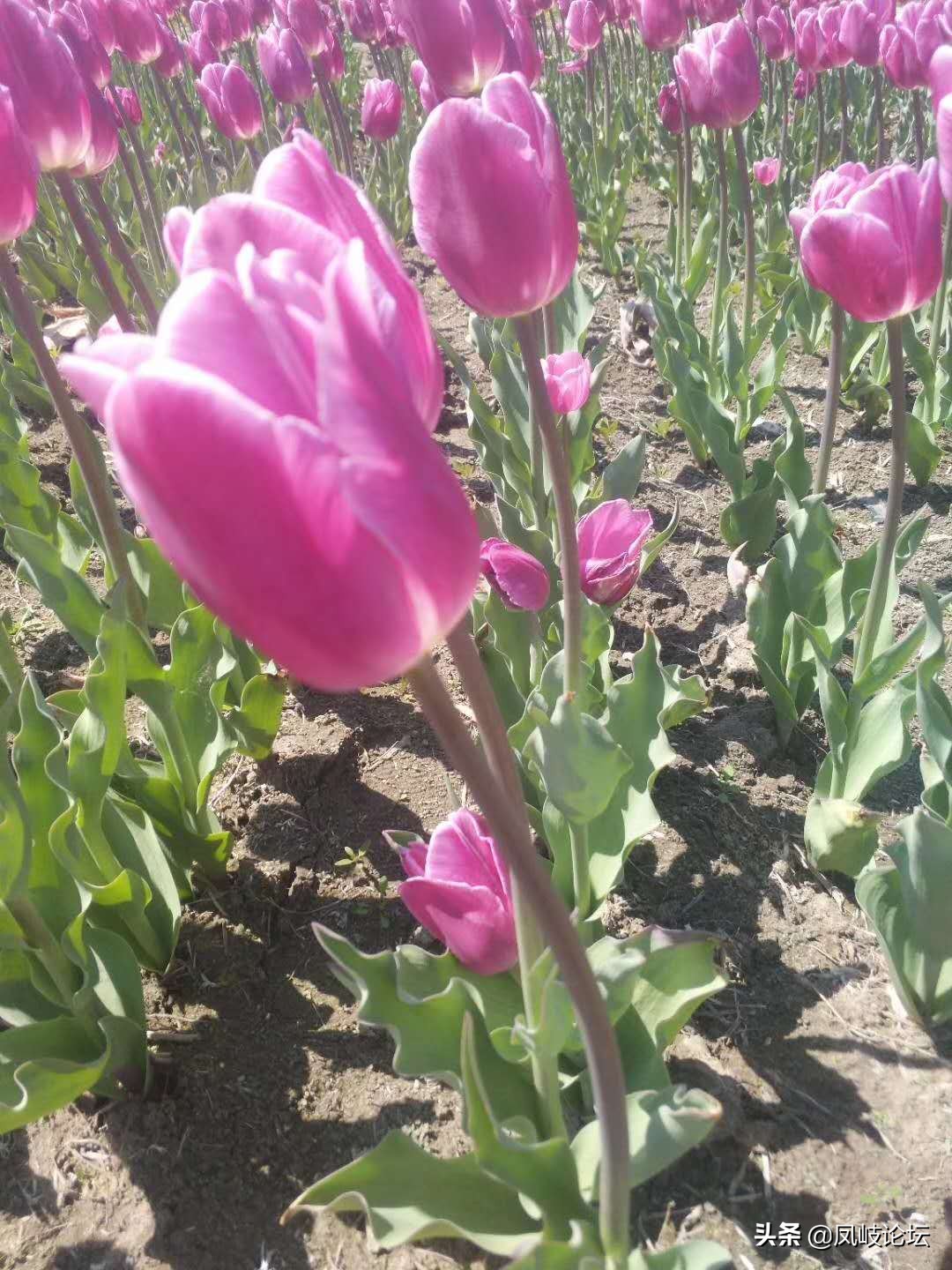 每日一语每天一语,每日一篇每日一言