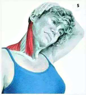 身体各部位拉筋的方法,最有效的拉筋简易动作