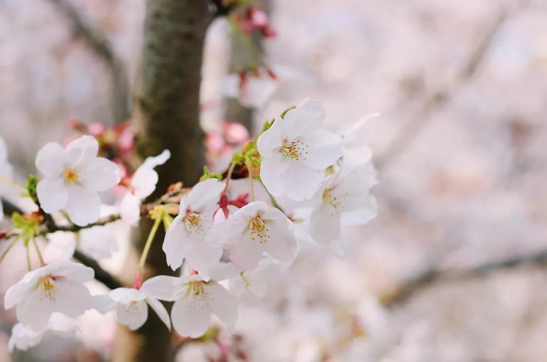 小众赏樱胜地,魔都赏樱旅游攻略
