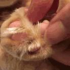 猫每年剃一次毛,可以把猫的毛剃了吗