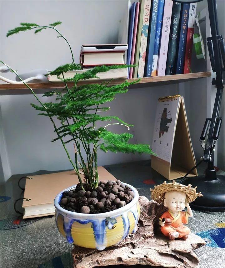 养花新手不知道养什么，就选这几种植物，轻松养爆盆