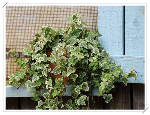 吸甲醛最好的四种植物,吸甲醛最好的植物