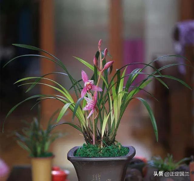 为什么兰花被称为国兰,为什么兰花又叫国兰