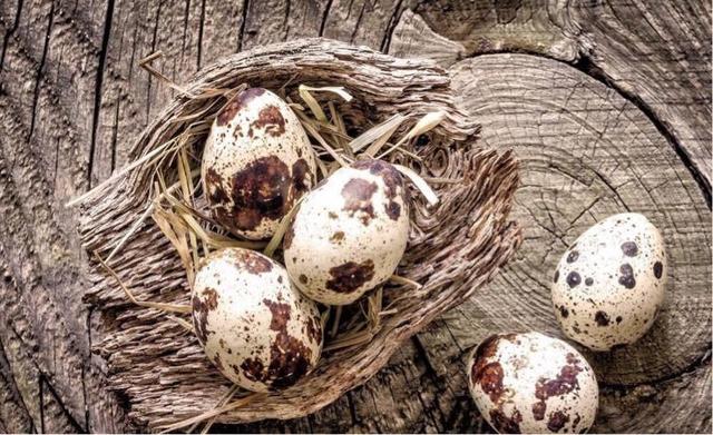 10000只鹌鹑养殖大概要多少个平方,鹌鹑养殖赚钱吗