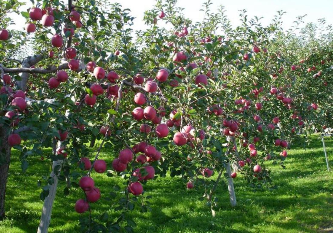 苹果老树管理技术,苹果树太旺直立生长怎么处理