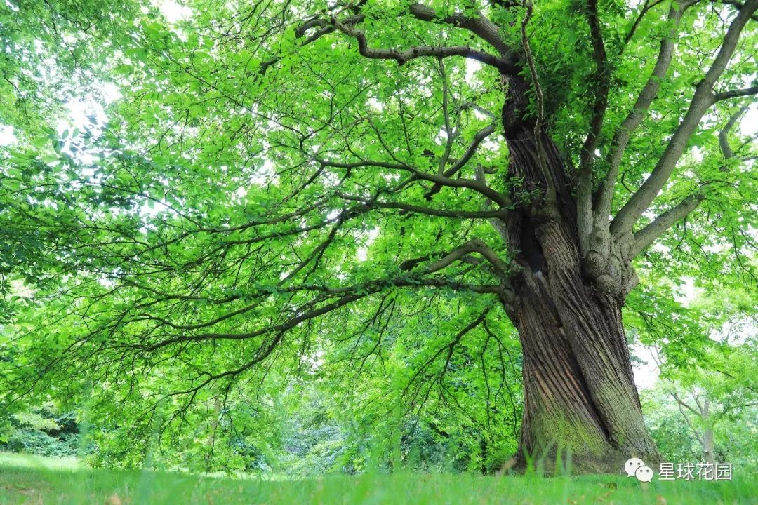 二木带你游花园|邱园（kewgarden）离我们到底有多远？