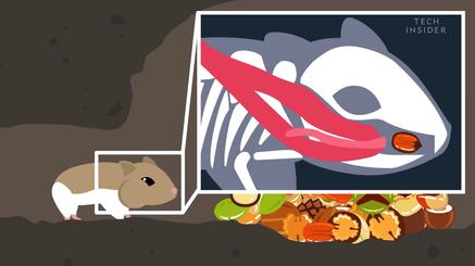 仓鼠的嘴巴到底有多大啊,仓鼠的嘴巴和舌头是怎么样的