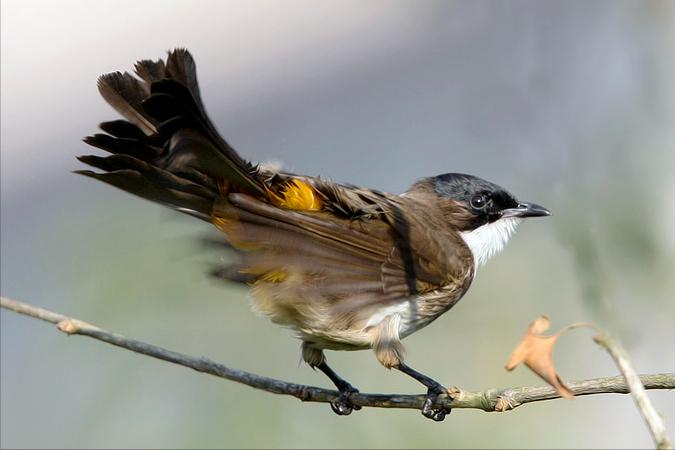 东江揽胜,惠州淡水常见鸟类图谱
