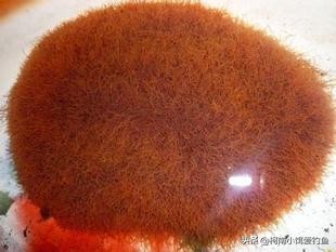 红虫病有多可怕,红虫是不是血线虫