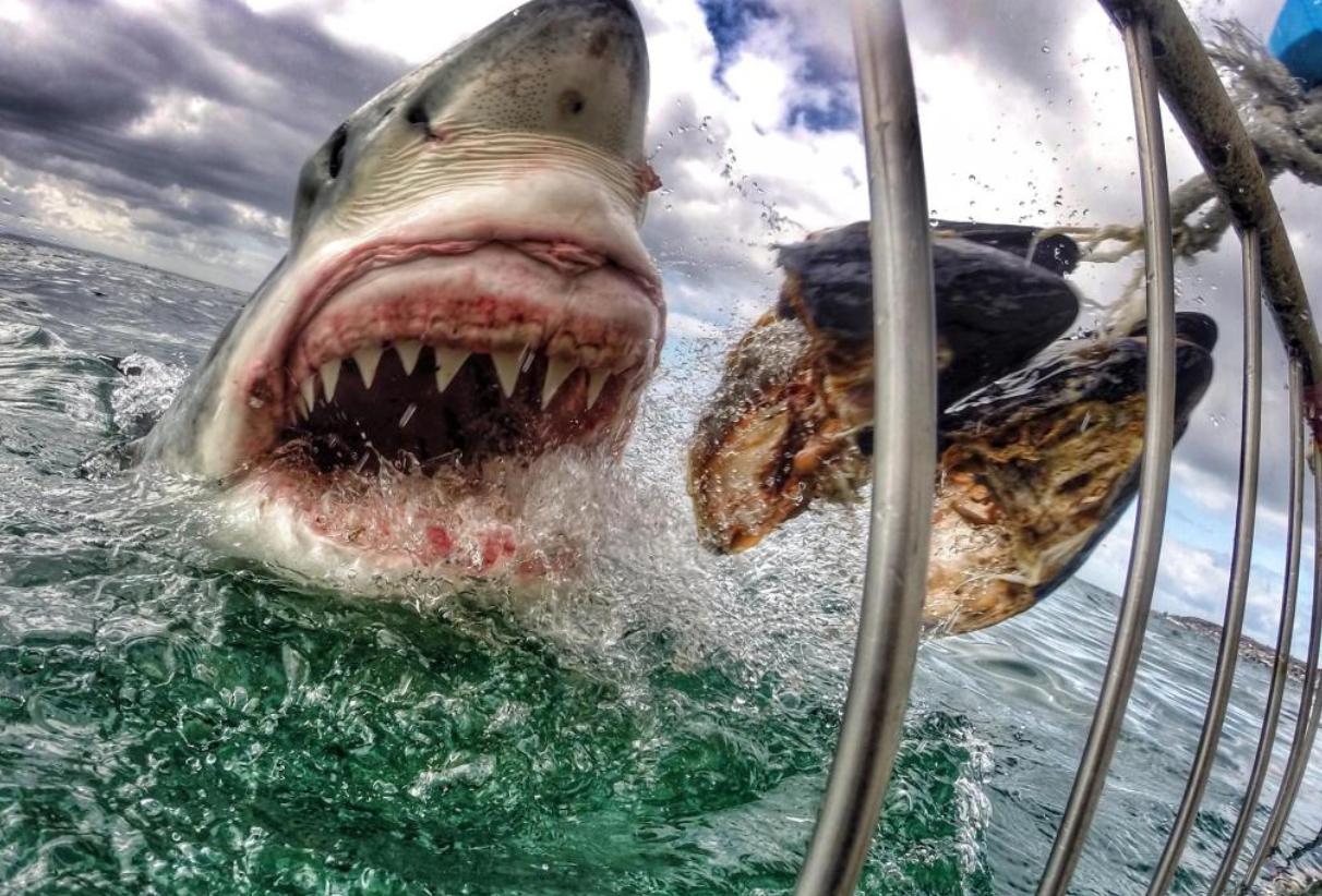 江苏渔民误捕4吨重大鲨鱼,捕鱼人捕到鲨鱼为什么被扔回海里
