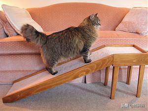 气温骤降猫咪拉软便,预防猫咪应激