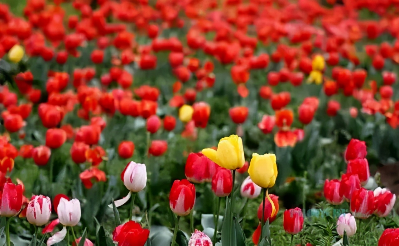 霸州踏青,霸州附近看花踏青好去处