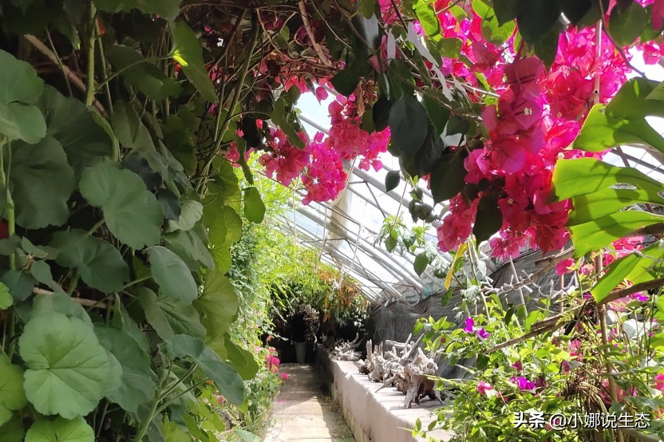 美如画的农场,美如画的生态园