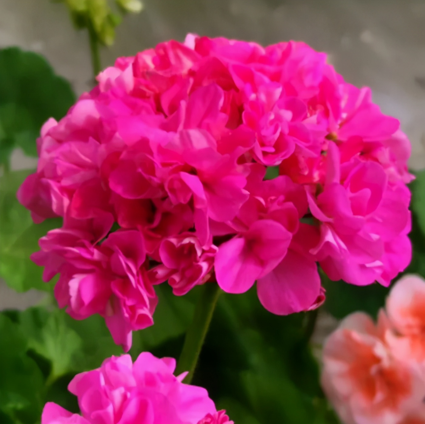 这种花别乱浇水水越多越不开花,这种花不怕冷好养易活