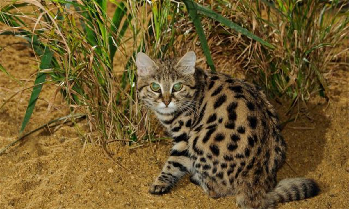 非洲最小的猫，猫科捕猎效率最高的“杀戮机器”，被全世界禁养
