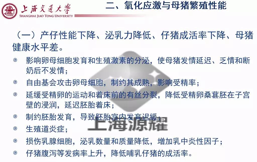 上海交大徐建雄教授直播课笔记：母猪氧化应激与营养调控