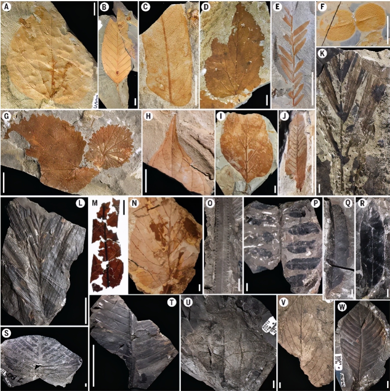 亚马逊热带雨林的主要形成原因,亚马逊雨林现状和原因