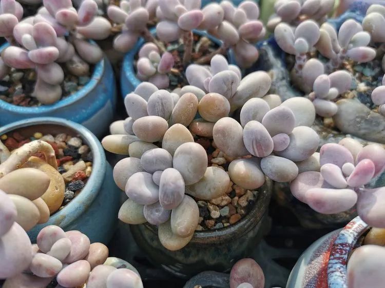 我和多肉,我与多肉