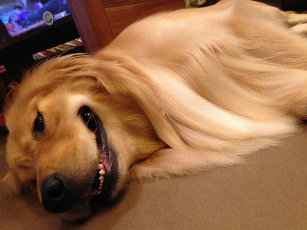 狗狗划伤了皮肉怎么办,自家狗狗牙齿把手划伤了要紧吗