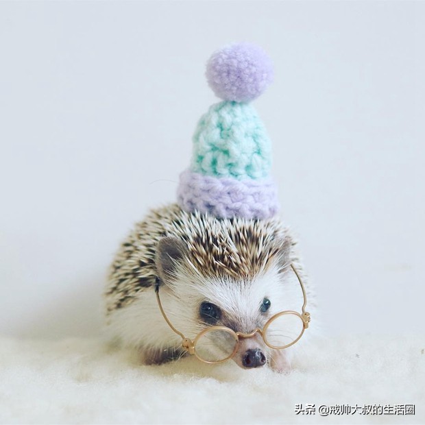 小刺猬到底有多可爱,很可爱的小刺猬有哪些