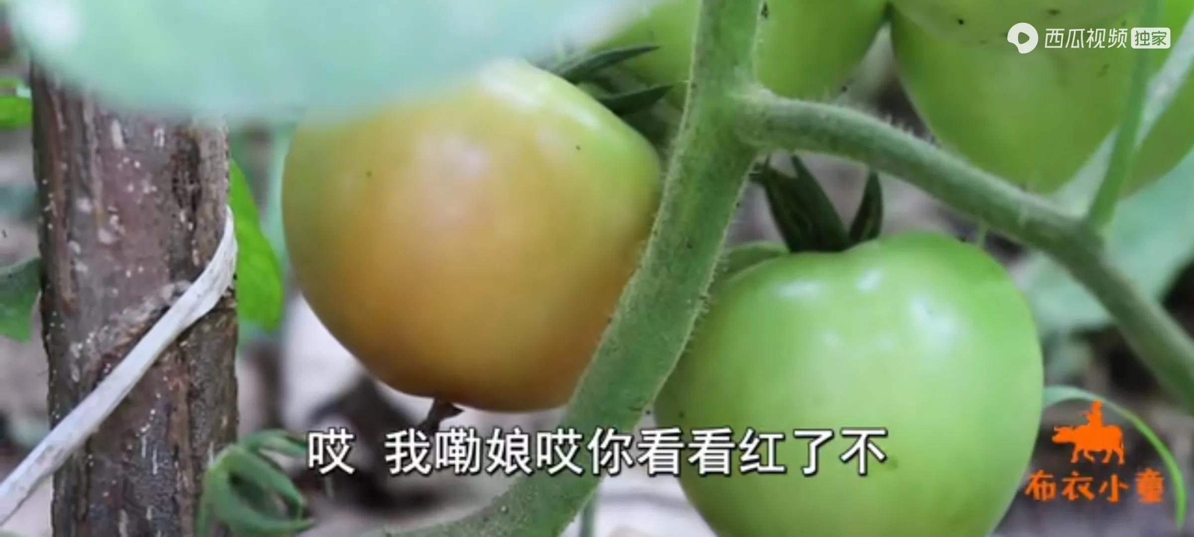 布衣小童牧宝新视频,最喜欢的两个小孩