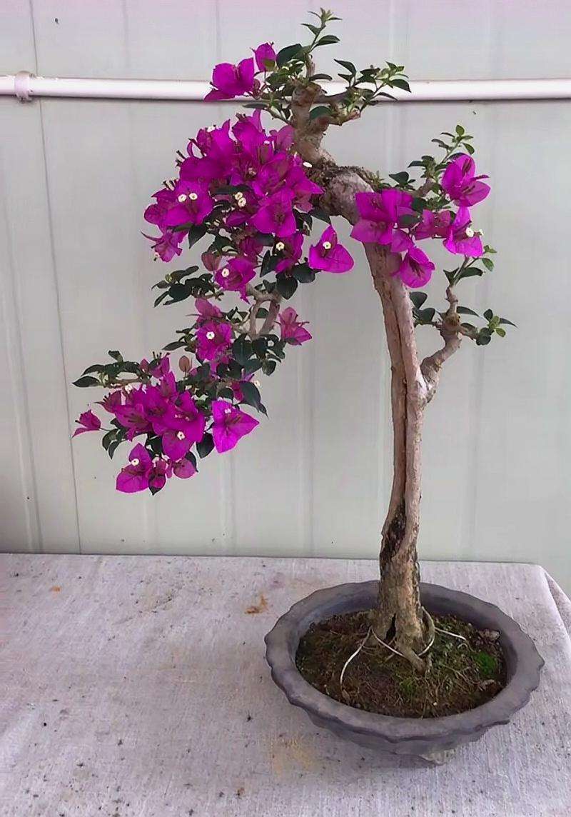 三角梅扦插后新芽黑掉了,三角梅扦插一直泡水会坏吗