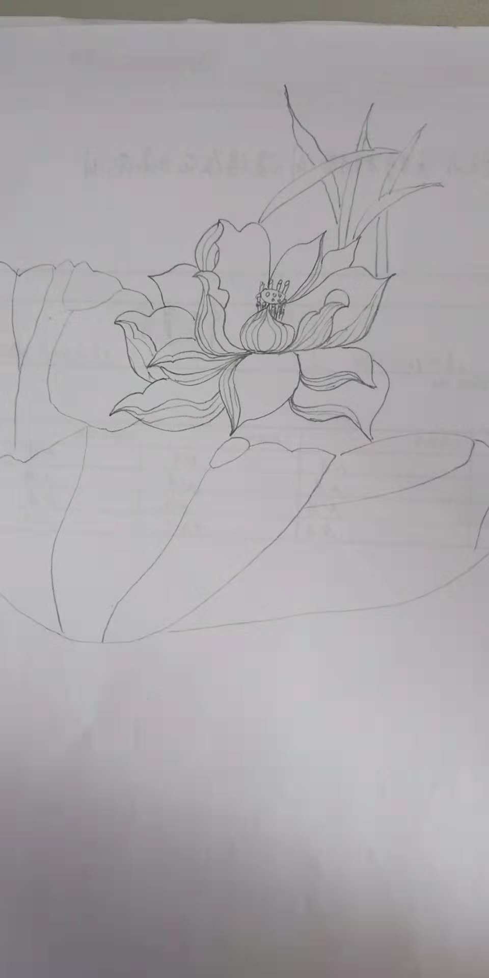 荷花简笔画10000例图片,蜻蜓的简笔画和荷花的简笔画