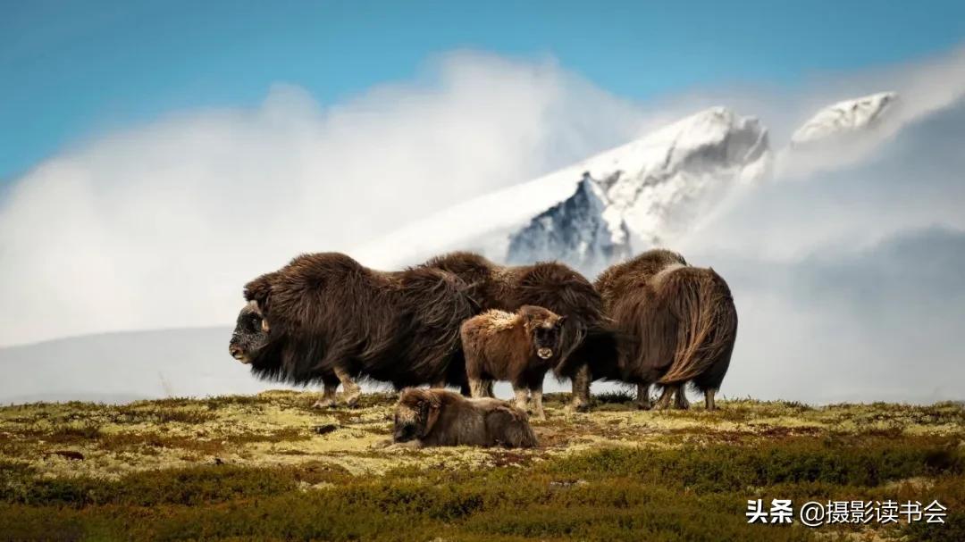 尼康拍野生动物,这位摄影师
