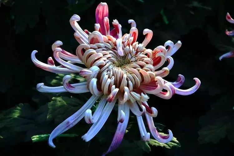 花中四君子菊花国画用笔,花中四君子菊花高清图片