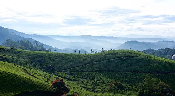 哪些茶有钱也买不到,这3款茶有钱都喝不到