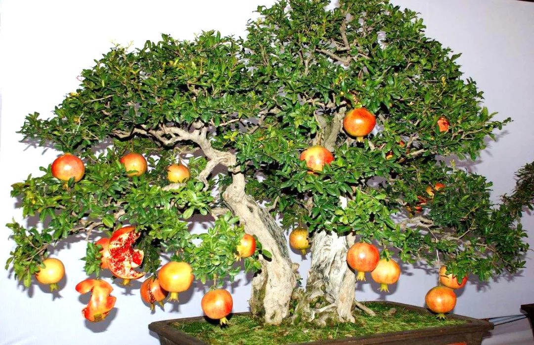 小技巧扛把子教你如何种植石榴,栽石榴方法和技巧