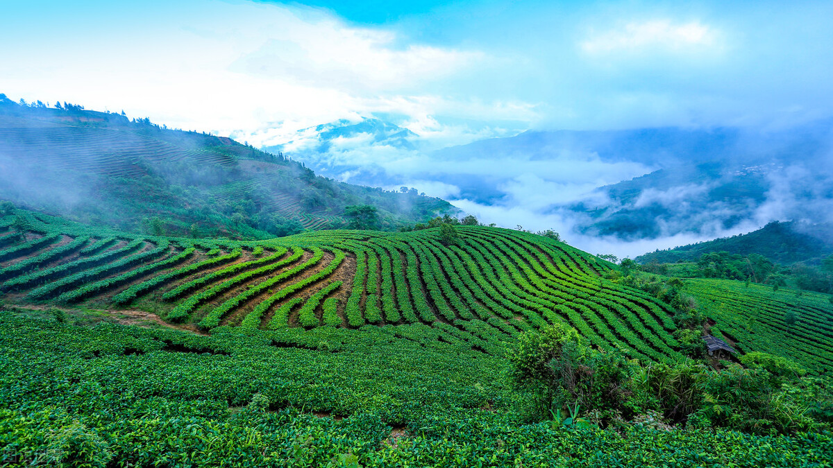 假普洱茶作假手段,普洱熟茶老茶骗局