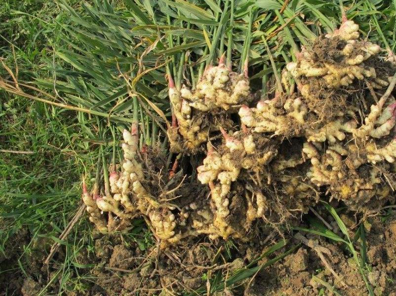 生姜种植方法和最佳时间流程,上海生姜种植最佳时间