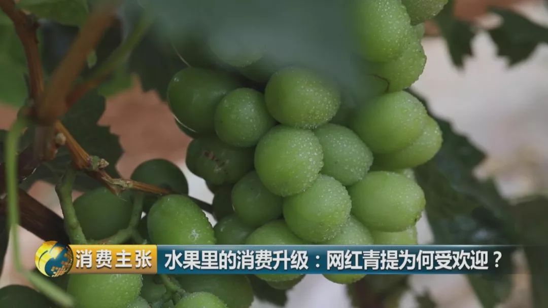 阳光玫瑰葡萄水果中爱马仕,阳光玫瑰葡萄有多贵