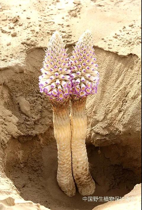 野生草苁蓉图片和用途,草苁蓉在历史上名贵中草药