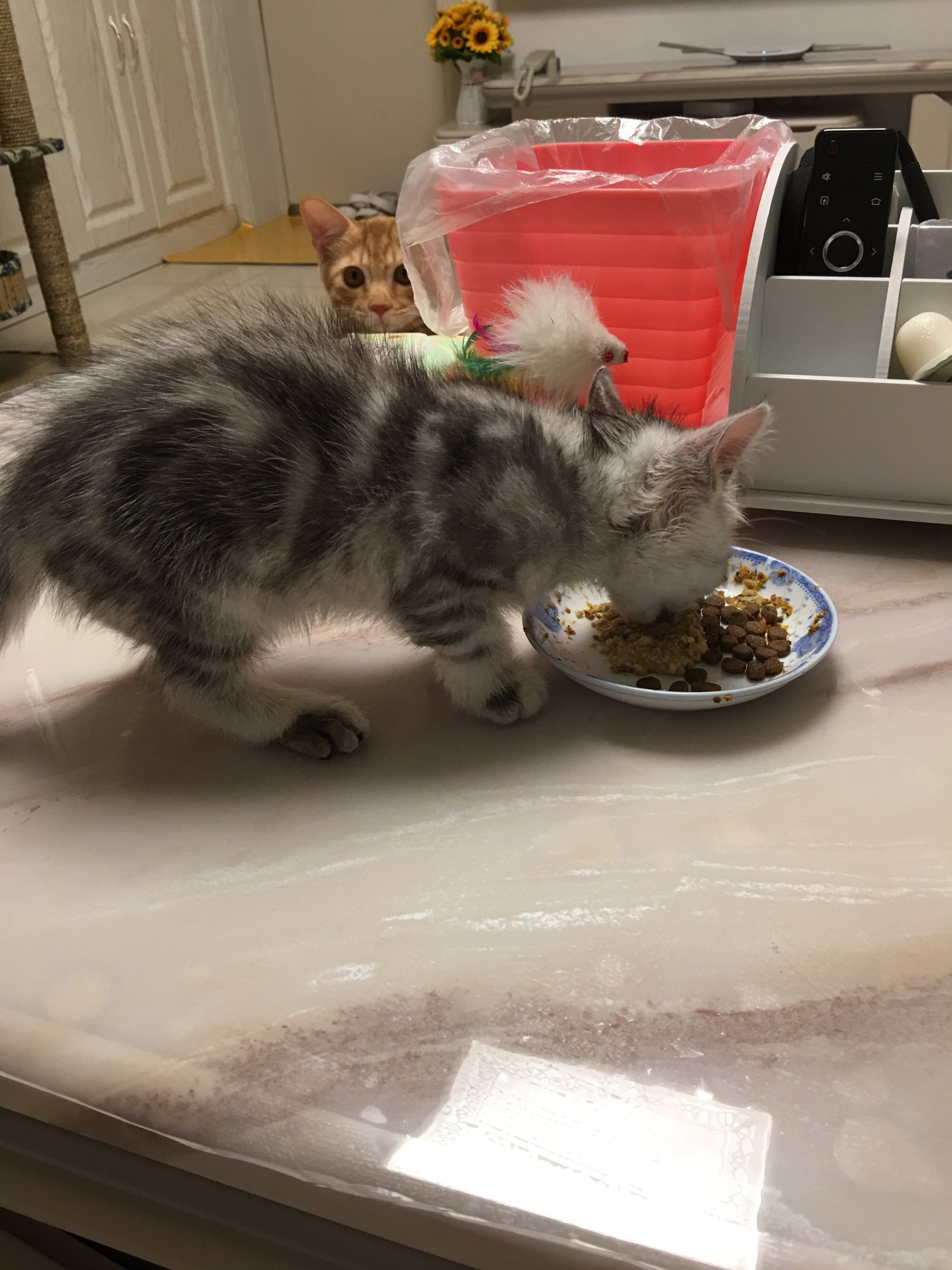 猫藓不可怕，对抗它需要的不仅仅是药物，更需要时间与耐心