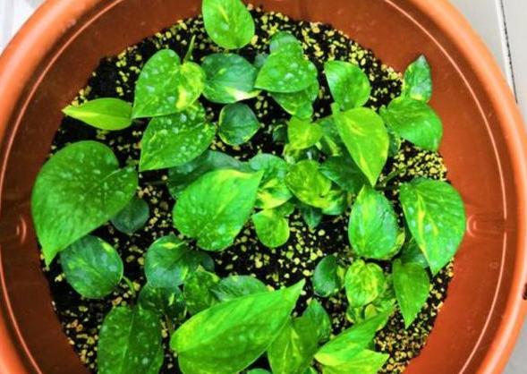 冬天绿萝移盆的正确方法,深秋时节绿萝反黄怎么办