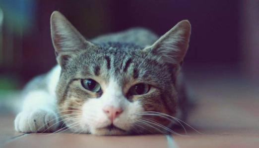 猫肾衰和磷元素摄入的关系是什么？又该如何限制磷元素？教你3点