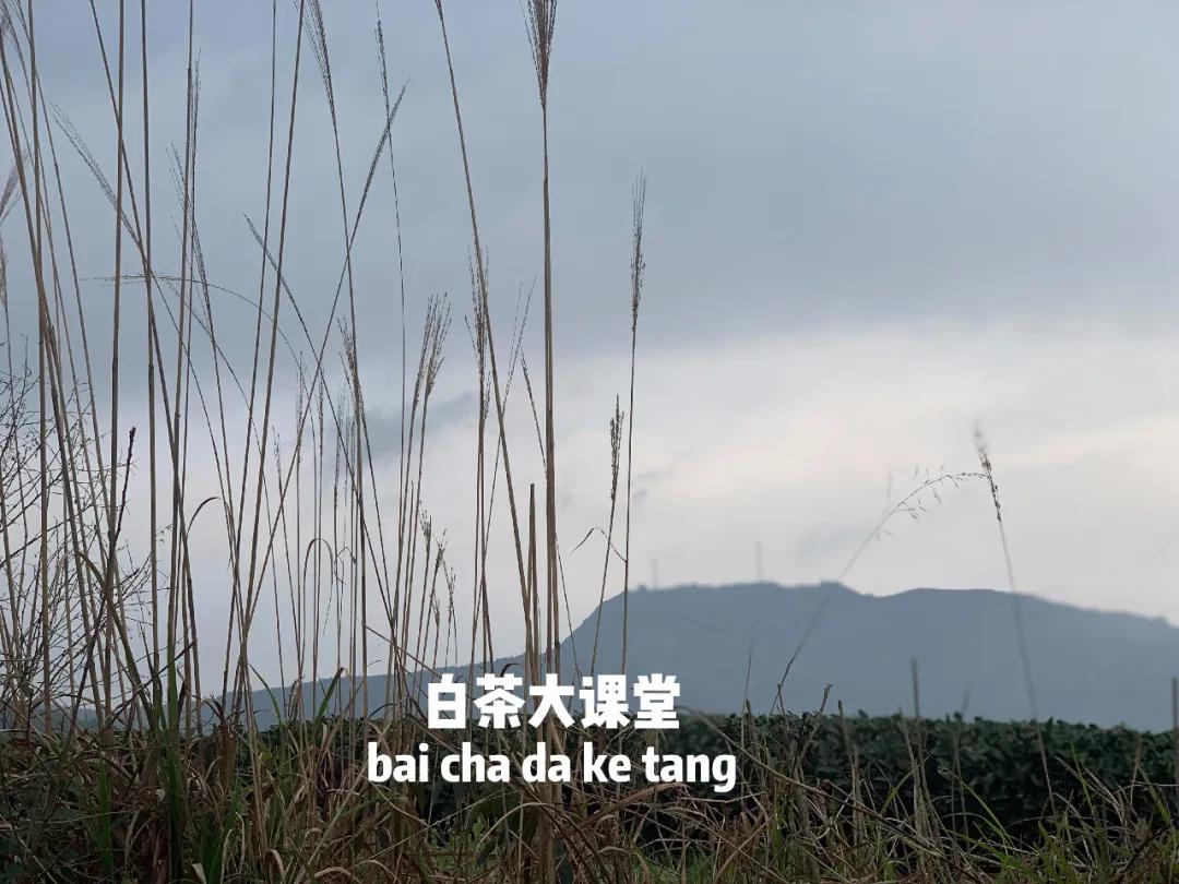 老白茶为什么是红汤,白茶汤色呈淡红