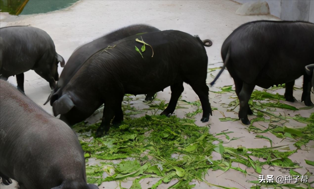 苦荬菜牧草十大品种,耐高温的饲料草有哪些