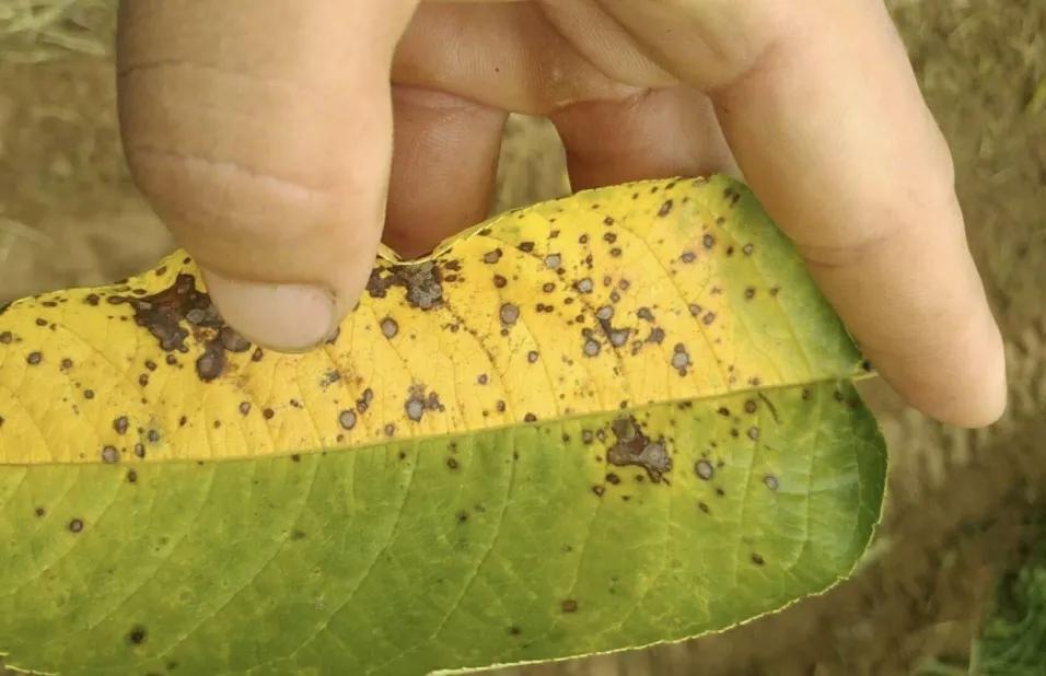 樱桃褐斑穿孔病叶片图,治疗樱桃褐斑病特效药