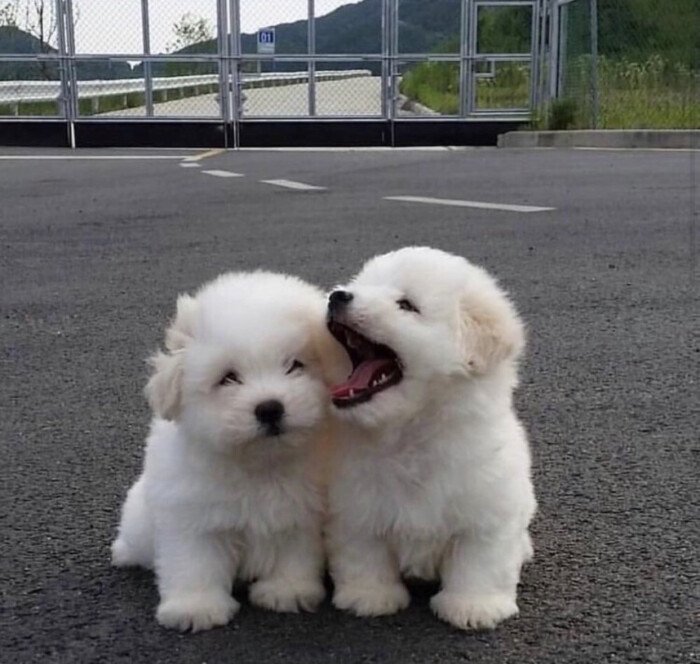 狗狗尿液颜色红褐色是什么原因,狗狗突然尿液颜色褐色