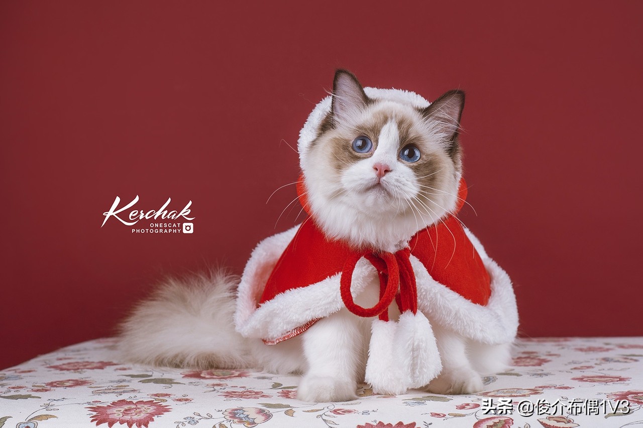 猫舍布偶猫与后院布偶猫的区别,挑选布偶